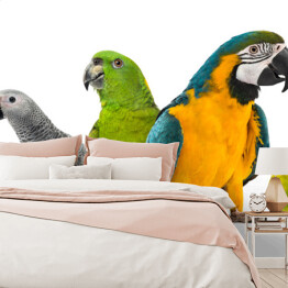 Kolorowe papugi na białym tle
