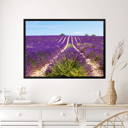 Obraz w ramie Kwitnące lawendowe pole blisko Valensole we Francji