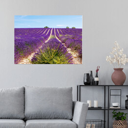 Plakat samoprzylepny Kwitnące lawendowe pole blisko Valensole we Francji