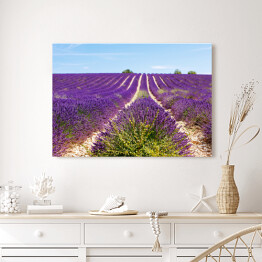 Obraz na płótnie Kwitnące lawendowe pole blisko Valensole we Francji