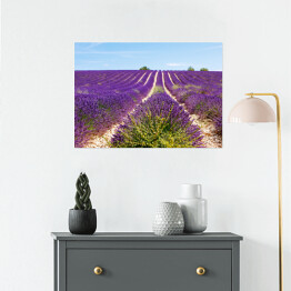 Plakat samoprzylepny Kwitnące lawendowe pole blisko Valensole we Francji