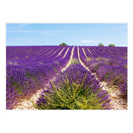 Plakat Kwitnące lawendowe pole blisko Valensole we Francji