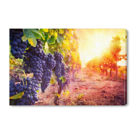 Obraz na płótnie Winogrona w sadzie oświetlone promieniami słońca
