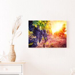 Obraz na płótnie Winogrona w sadzie oświetlone promieniami słońca