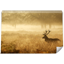 Fototapeta winylowa zmywalna Sylwetka jelenia w mgle o świcie
