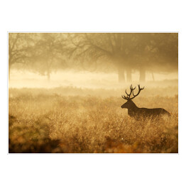 Plakat samoprzylepny Sylwetka jelenia w mgle o świcie