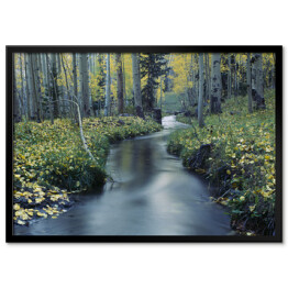 Plakat w ramie Drzewa i strumień w Uncompahgre National Forest, Ridgeway, Kolorado