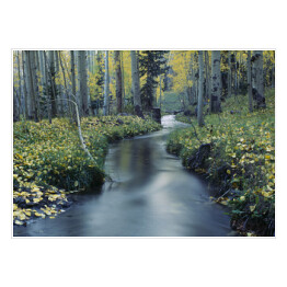 Plakat Drzewa i strumień w Uncompahgre National Forest, Ridgeway, Kolorado