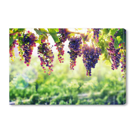 Obraz na płótnie Wiszące winogrona