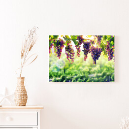 Obraz na płótnie Wiszące winogrona