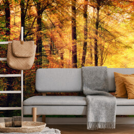 Fototapeta winylowa zmywalna Jesienna leśna sceneria z promieniami słońca