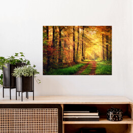 Plakat samoprzylepny Jesienna leśna sceneria z promieniami słońca