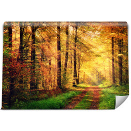 Fototapeta winylowa zmywalna Jesienna leśna sceneria z promieniami słońca