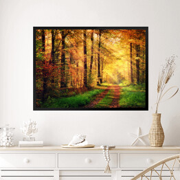 Obraz w ramie Jesienna leśna sceneria z promieniami słońca