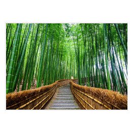 Plakat Ścieżka do bambusowego lasu, Arashiyama, Kyoto, Japonia