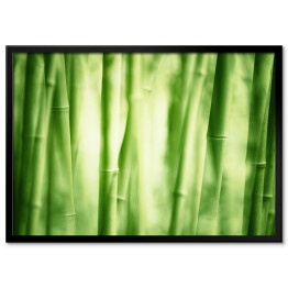 Łodygi bambusa