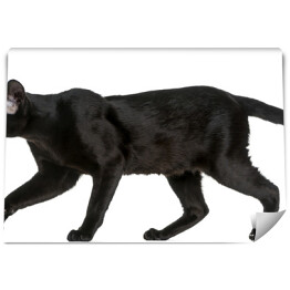 Spacerujący kot orientalny krótkowłosy 