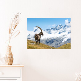 Plakat Góry w Parku Narodowym Gran Paradiso, Włochy