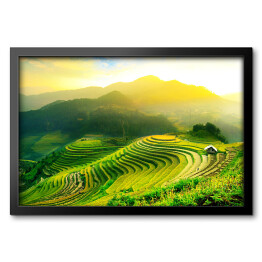 Obraz w ramie Uprawy ryżu w Mu Cang Chai, YenBai, Wietnam