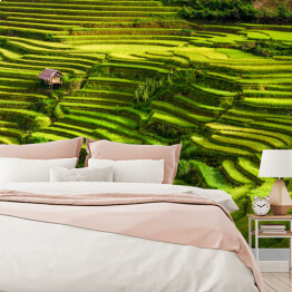 Fototapeta samoprzylepna Pola ryżowe, prowincja Jena Bai, Wietnam