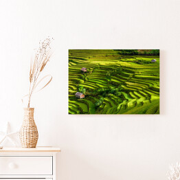 Obraz na płótnie Pola ryżowe, prowincja Jena Bai, Wietnam