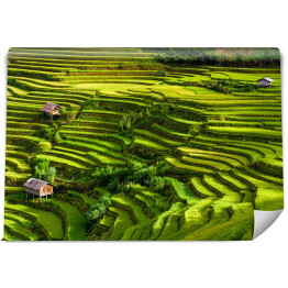 Fototapeta samoprzylepna Pola ryżowe, prowincja Jena Bai, Wietnam