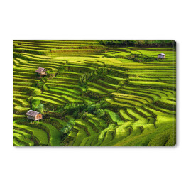 Obraz na płótnie Pola ryżowe, prowincja Jena Bai, Wietnam