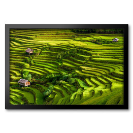 Obraz w ramie Pola ryżowe, prowincja Jena Bai, Wietnam