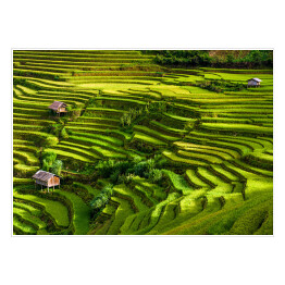 Plakat Pola ryżowe, prowincja Jena Bai, Wietnam