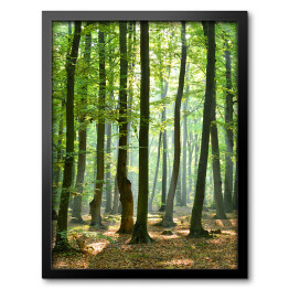 Obraz w ramie Poranek w lesie