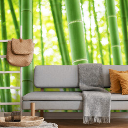 Las bambusowy - słoneczny dzien