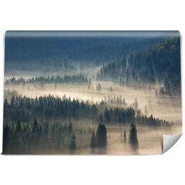 Fototapeta winylowa zmywalna Świerki w dół wzgórza do lasu iglastego we mgle o wschodzie słońca