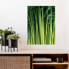 Plakat Zielone bambusowe naturalne tło