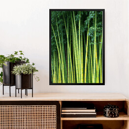 Obraz w ramie Zielone bambusowe naturalne tło