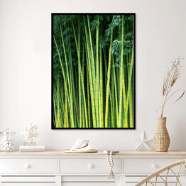 Plakat w ramie Zielone bambusowe naturalne tło