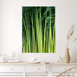 Plakat samoprzylepny Zielone bambusowe naturalne tło