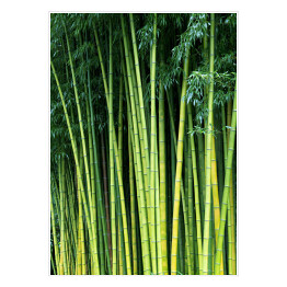 Plakat Zielone bambusowe naturalne tło