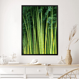 Obraz w ramie Zielone bambusowe naturalne tło