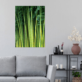 Plakat samoprzylepny Zielone bambusowe naturalne tło
