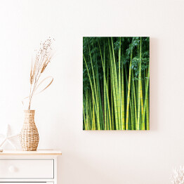 Obraz na płótnie Zielone bambusowe naturalne tło