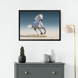 Obraz w ramie Biały koń biegnący galopem