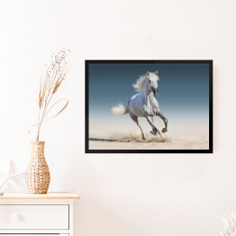 Obraz w ramie Biały koń biegnący galopem