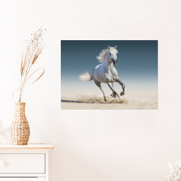 Plakat Biały koń biegnący galopem