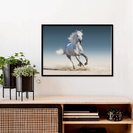 Plakat w ramie Biały koń biegnący galopem
