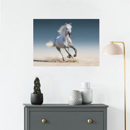 Plakat Biały koń biegnący galopem