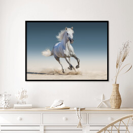 Plakat w ramie Biały koń biegnący galopem