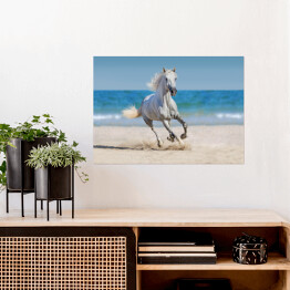 Plakat samoprzylepny Koń galopujący po plaży