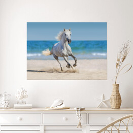 Plakat Koń galopujący po plaży