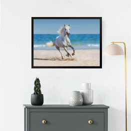 Obraz w ramie Koń galopujący po plaży