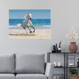 Plakat Koń galopujący po plaży